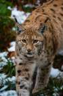 Portrait of a European lynx-walking in snow Bavaria-Germany Art Print